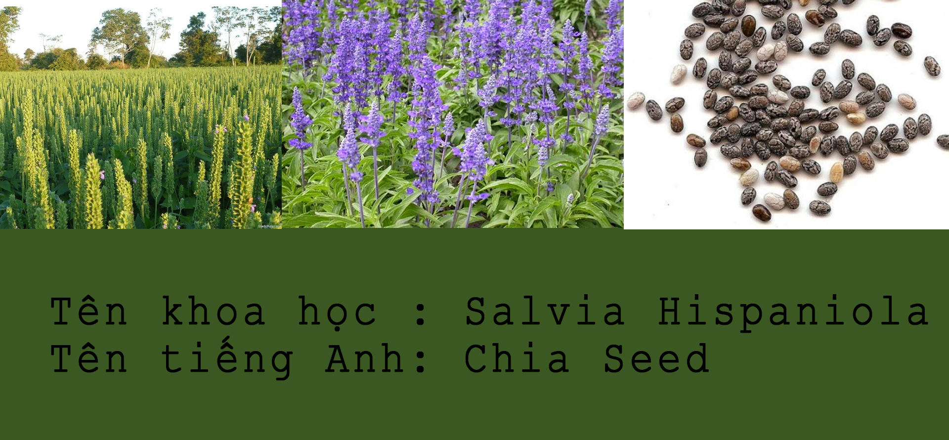 nguồn gốc hạt chia