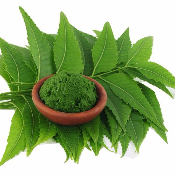 Bột lá neem Thực Thảo