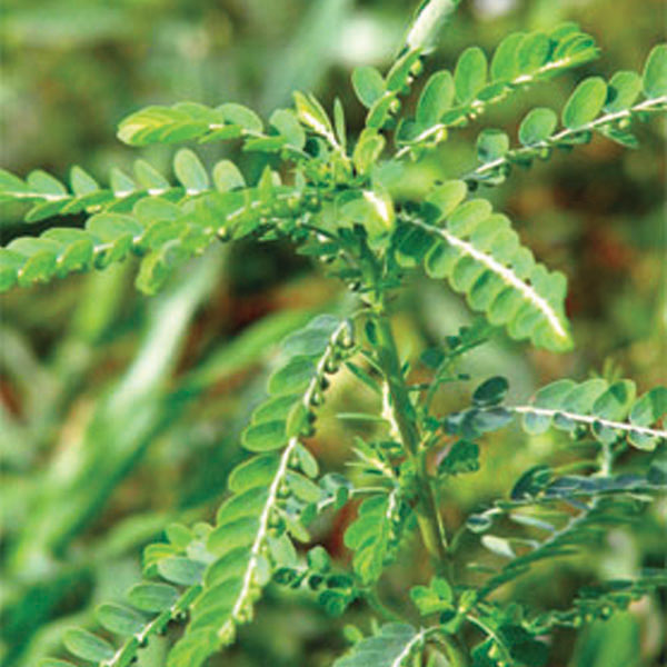 Diệp Hạ Châu Nguyên Chất