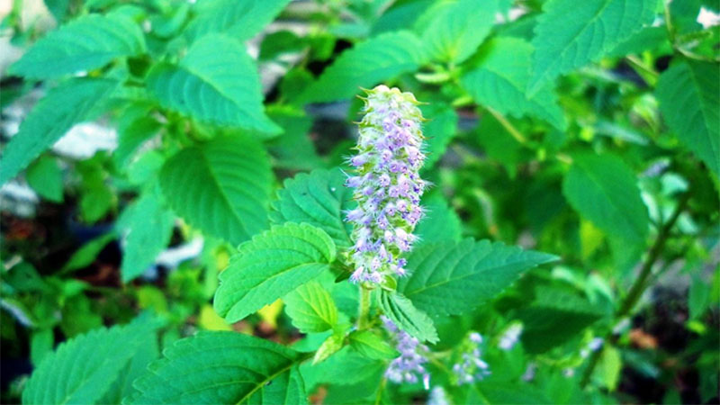 Tác dụng của cây kinh giới đối với sức khỏe và sắc đẹp