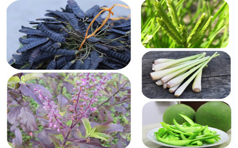 Dược liệu gội đầu từ thiên nhiên giúp ngừa gàu, trị ngứa da đầu, ngăn ngừa tóc bạc sớm