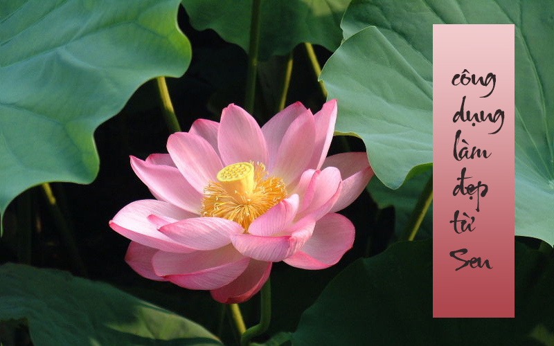 tất tần tật công dụng làm đẹp từ sen