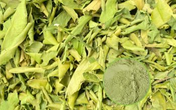 Lá chanh sấy lạnh được sản xuất tại Thực Thảo 100% nguyên chất