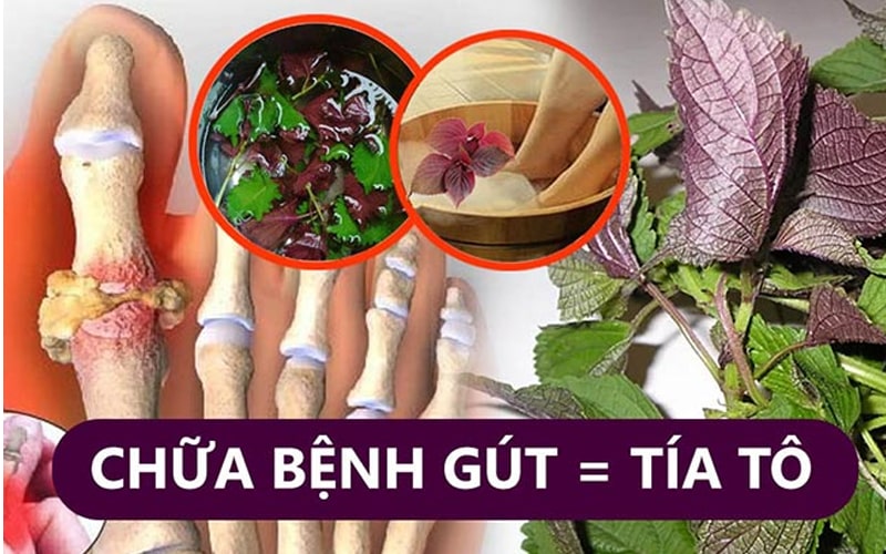 Cách chữa bệnh gout từ lá tía tô cực hay
