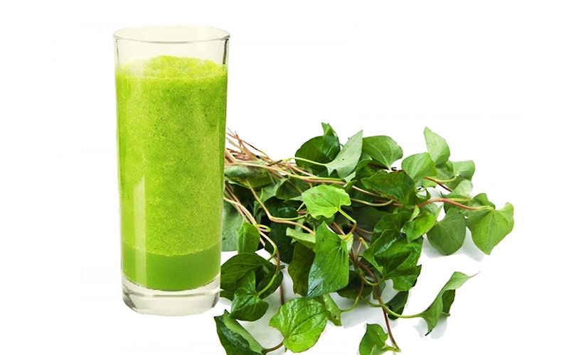 Sử dụng rau diếp cá trị bệnh trĩ được nhiều người biết đến và tin dùng