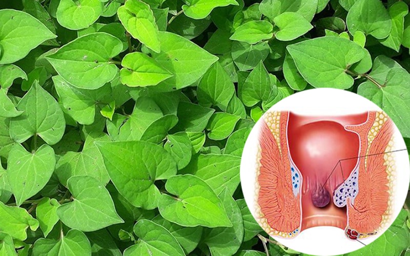 Uống nước rau diếp cá trị bệnh trĩ, hỗ trợ tiêu hóa