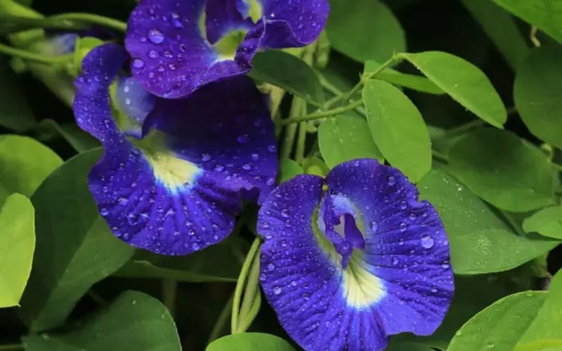 các món ngon sử dụng hoa đậu biếc tạo màu vô cùng hấp dẫn