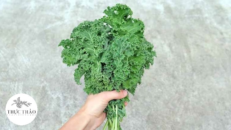 Cải xoăn Kale là loại rau xanh giàu dinh dưỡng nhất
