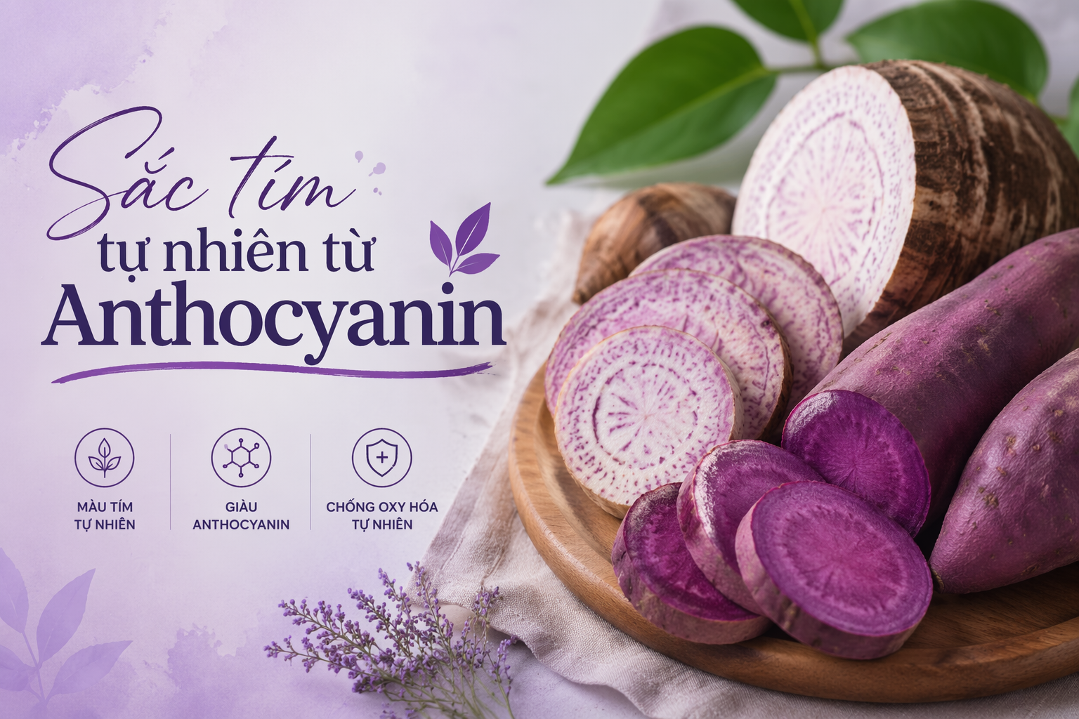 sắc tím tự nhiên từ Anthocyanin của Khoai lang tím và khoai môn tím