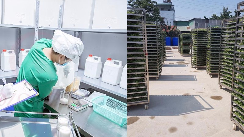Quy trình sấy lạnh tách ẩm và bao bì màng nhôm bảo quản bột tại nhà máy Thực Thảo Ka Đô Lâm Đồng